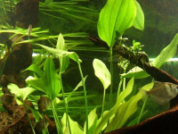 Снимка на Echinodorus subalatus, (Martius,  Grisebach, 1866)